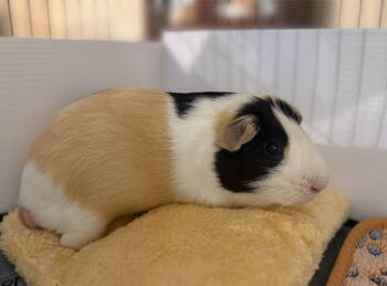 Rescue Guinea Pig Guinea Pigs for Adoption in Marshfield, Wisconsin - Michael | PetCurious